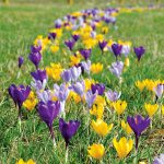 Crocus à Grandes Fleurs variés