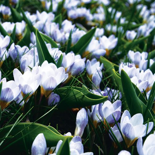 Crocus Botanique Blue Pearl