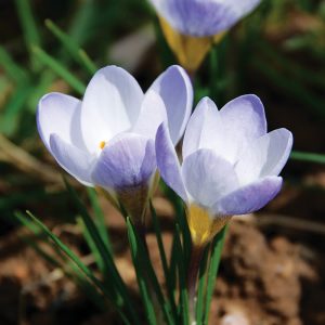 Crocus Botanique Blue Pearl