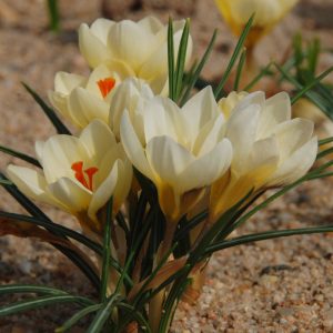 Crocus Botanique Cream Beauty