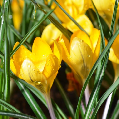 Crocus Botanique Dorothy