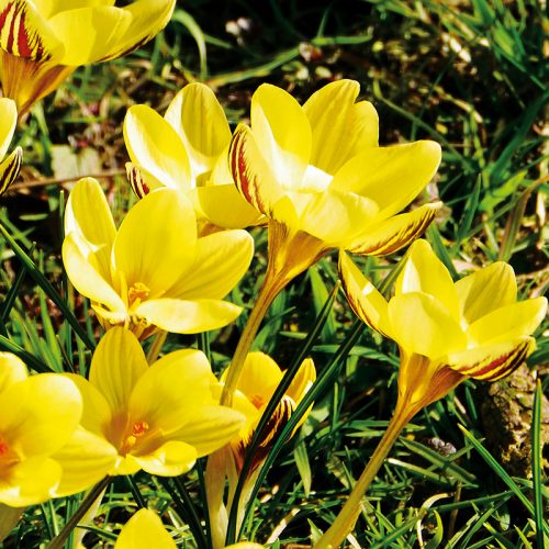 Crocus Botanique Gipsy Girl