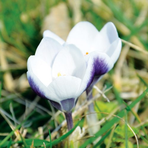 Crocus Botanique Prins Claus