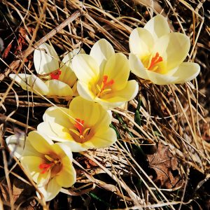 Crocus Botanique Romance