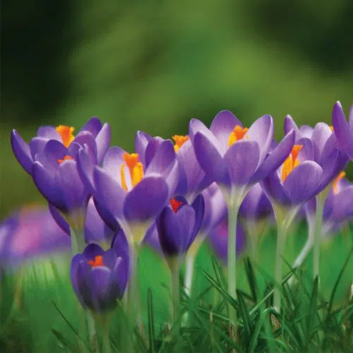 Crocus Botanique Ruby Giant