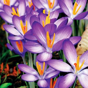 Crocus Botanique Ruby Giant