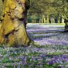 Crocus Botaniques variés