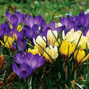 Crocus Botaniques variés