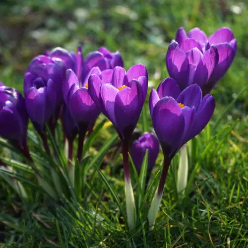 Crocus à Grandes Fleurs Flower Record