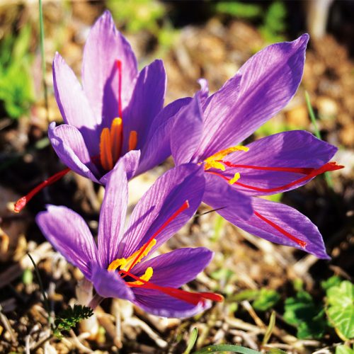 Crocus sativus (Safran)