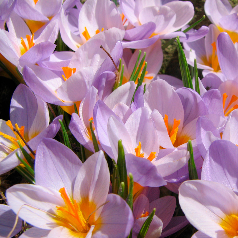 Crocus Sieberi Firefly