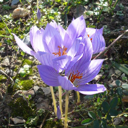 Crocus speciosus