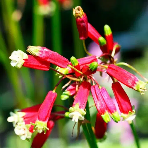 Dichelostemma ida-maia