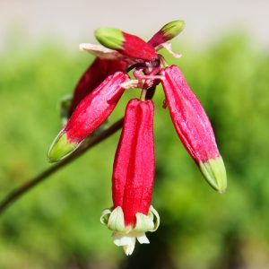 Dichelostemma ida-maia