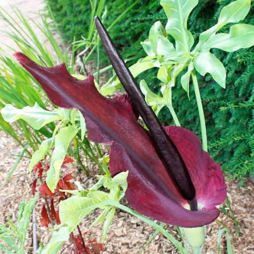 Dracunculus vulgaris