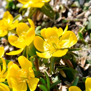 Eranthis hyemalis