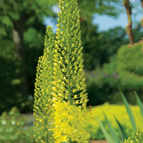 Eremurus bungei (Stenophyllus)