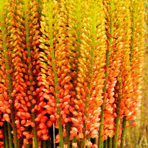 Eremurus De Ruiter Cleopatra