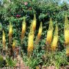 Eremurus De Ruiter Moneymaker