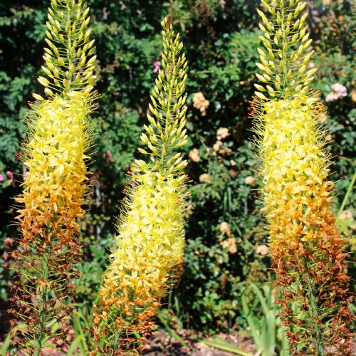 Eremurus De Ruiter Moneymaker