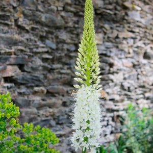 Eremurus himalaicus