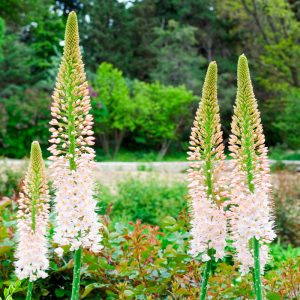 Eremurus robustus