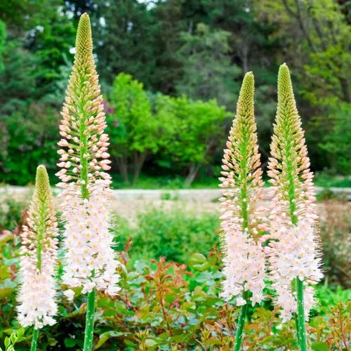 Eremurus robustus