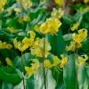 Erythronium pagoda