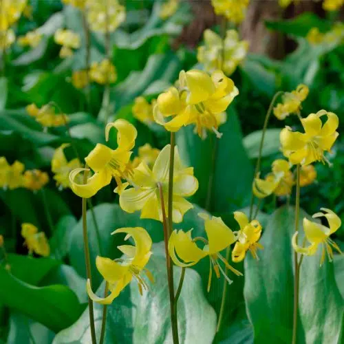 Erythronium pagoda
