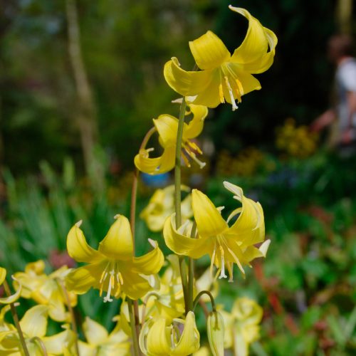 Erythronium pagoda