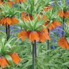 Fritillaire imperialis Aurora