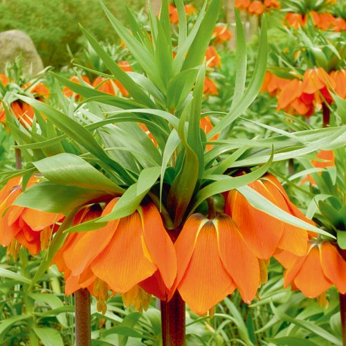 Fritillaire imperialis Aurora