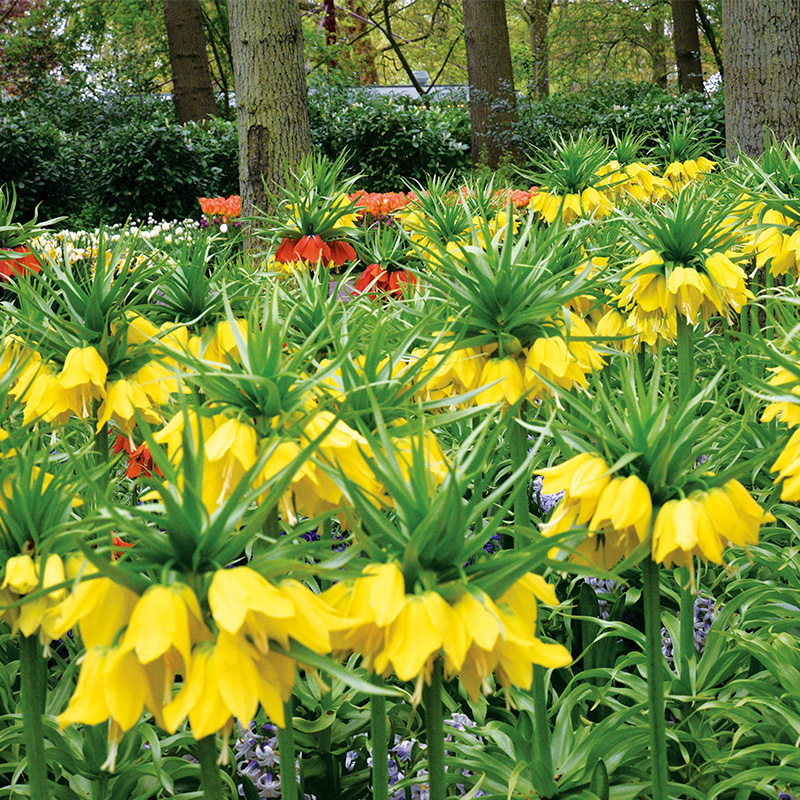 Fritillaire imperialis Lutea