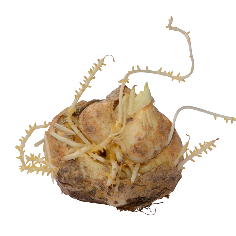 Fritillaire imperialis Lutea