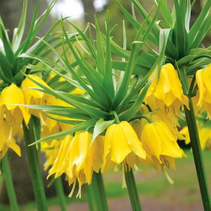 Fritillaire imperialis Lutea