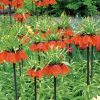 Fritillaire imperialis Rubra