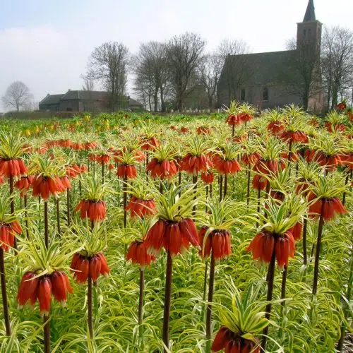 Fritillaire imperialis Rubra