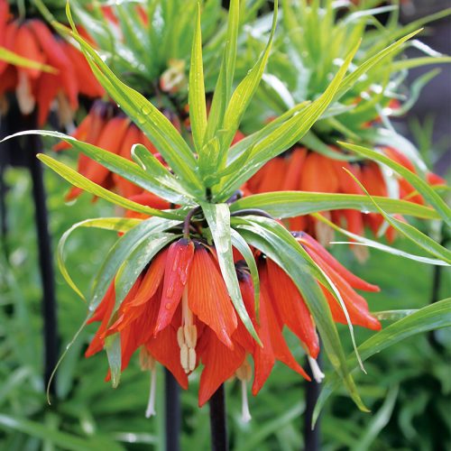 Fritillaire imperialis Rubra