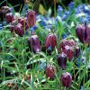 Fritillaire meleagris