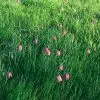 Fritillaire meleagris