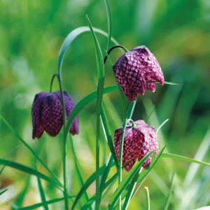 Fritillaire meleagris