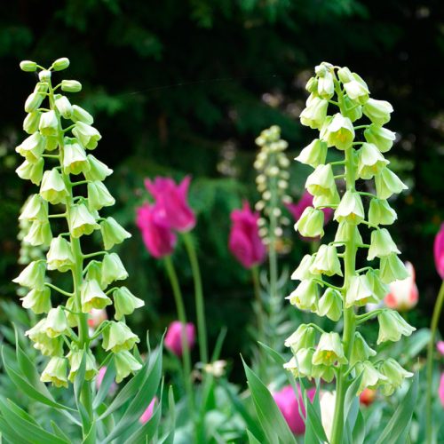 Fritillaire persica Ivory Bells