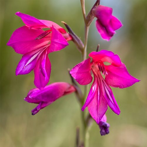 Gladiolus byzantinus