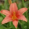 Hémérocalle rose