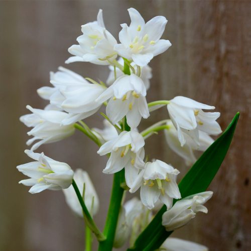 Hyacinthoides hispanica Blanc (Scilla Campanulata)