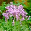 Hyacinthoides hispanica Rose (Scilla Campanulata)