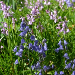 Hyacinthoides hispanica variés (Scilla Campanulata)