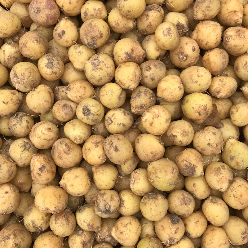 Hyacinthoides hispanica Violet (Scilla Campanulata)