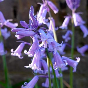 Hyacinthoides hispanica Violet (Scilla Campanulata)