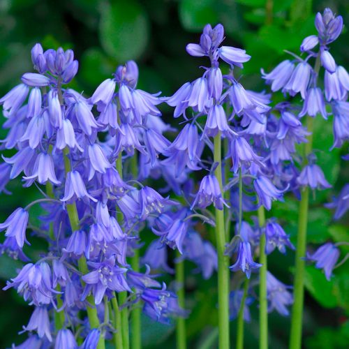 Hyacinthoides non scripta Bleu Foncé (Scilla Nutans)